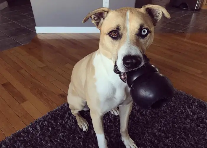 Husky Pitbull mix