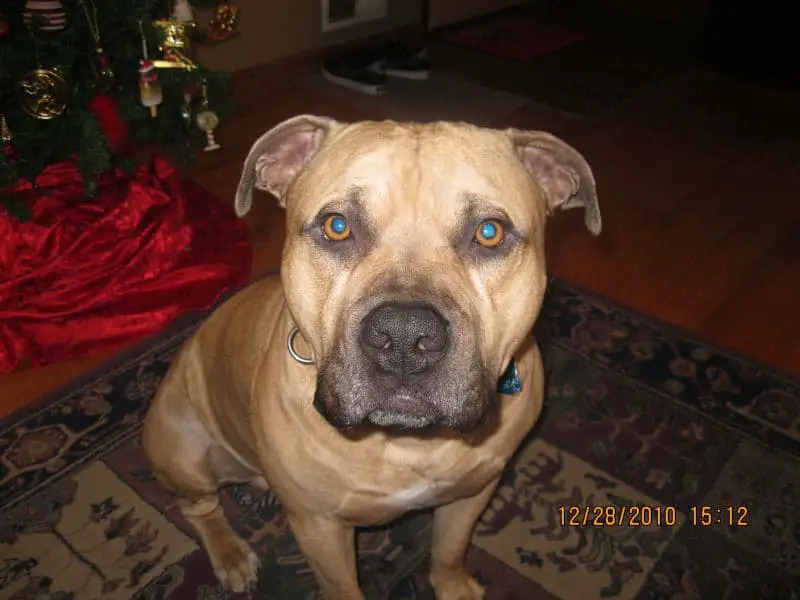 bullmastiff and pitbull mix