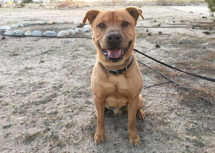 Pitbull Chow Chow Mix