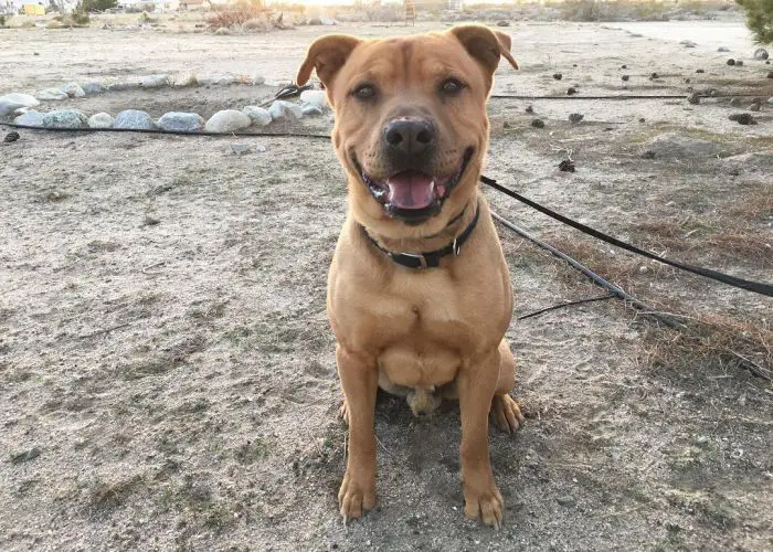 13 Pitbull Mixes That Are Amazing and Adorable Dog You