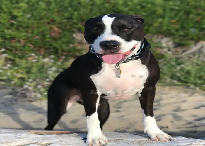 half great dane half pitbull