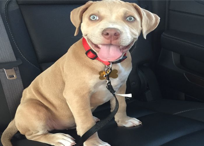 Pitbull Mastiff Puppy