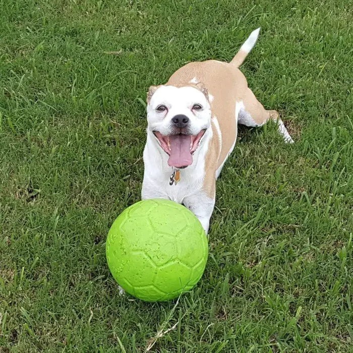 Pitbull Pug Mix