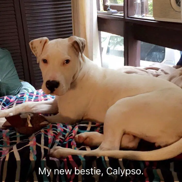 white mastiff pitbull mix