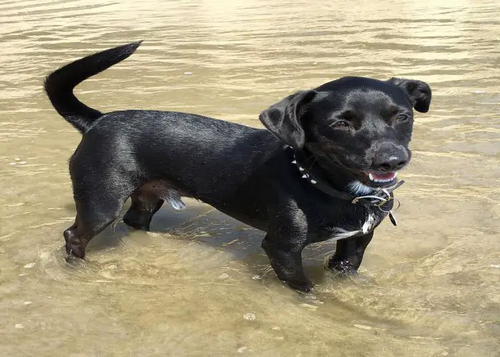 Dachshund pitbull mix