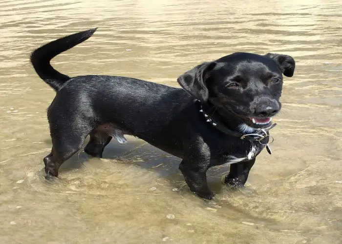 13 Ridiculously Adorable Pitbull Mixes You Wouldn’t