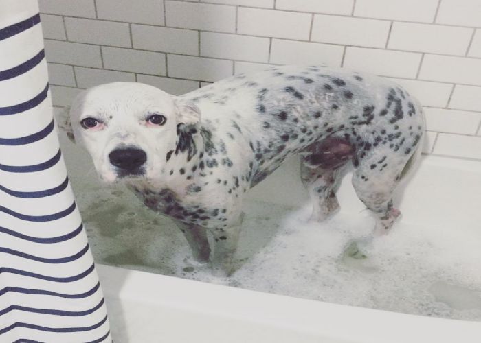 dalmation pit bull