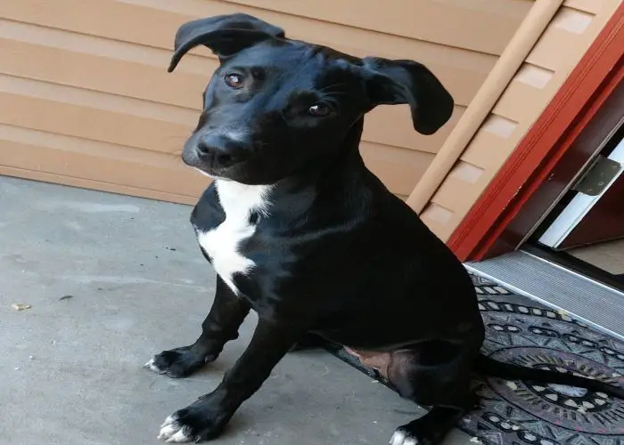 pitbull beagle mix black and white