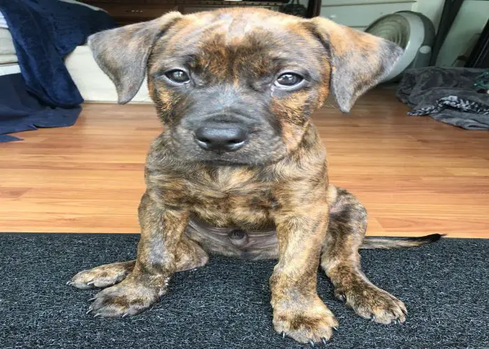 brindle pit mix puppy