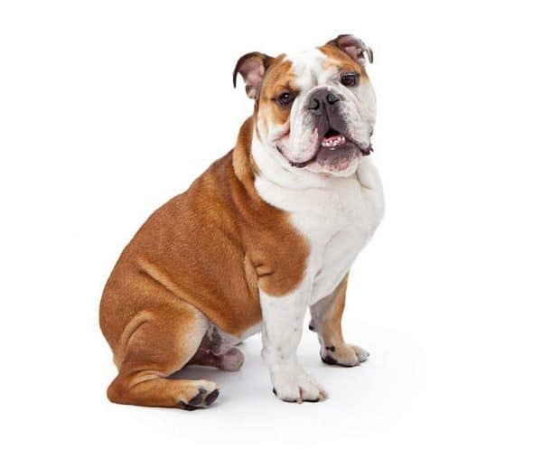 Bulldog Breeds Chart