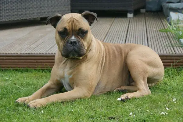 Adult Olde English Bulldog