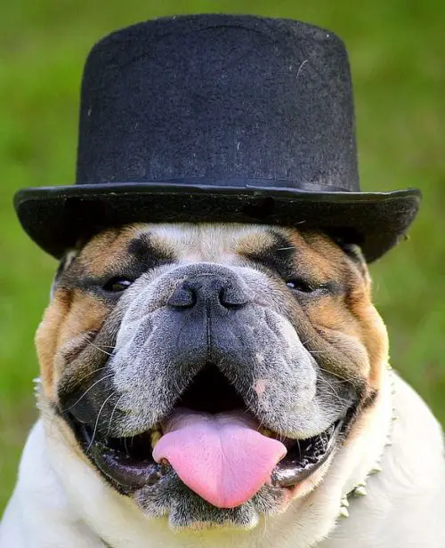 Happy Bulldog With Hat