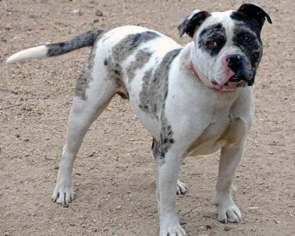 Cute Alapaha Blue Blood Bulldog