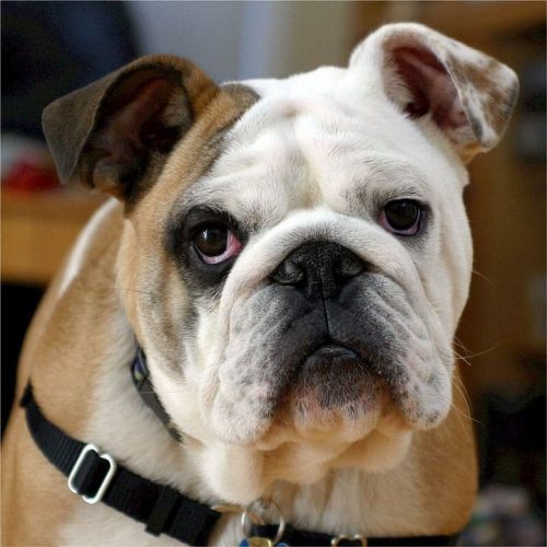 Cute English Bulldog