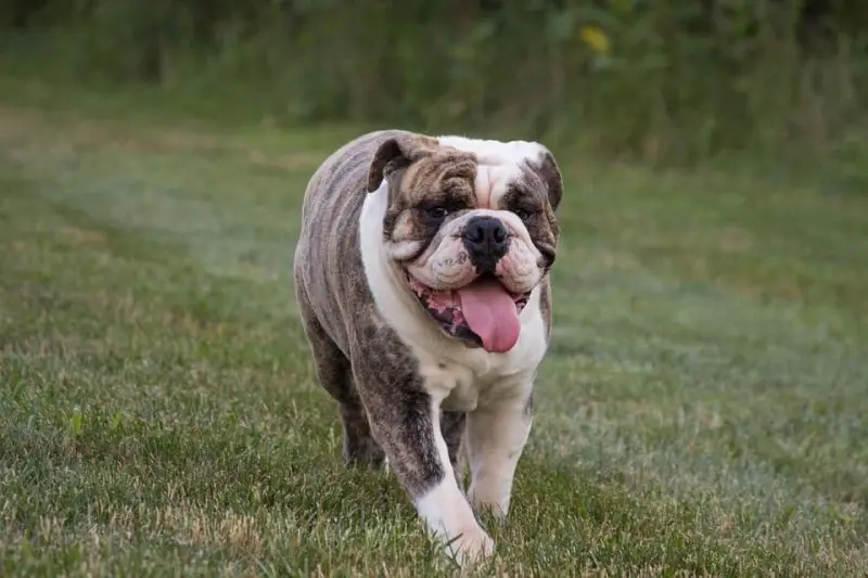 English Bulldog walking at the park