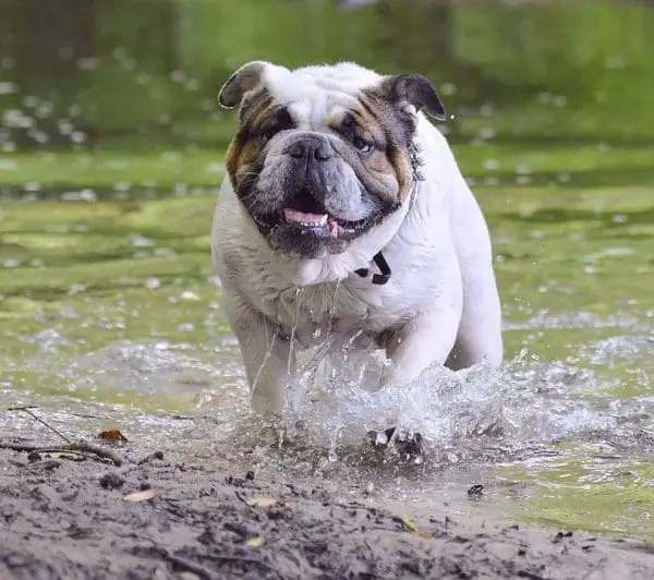 Fat English Bulldog Playing