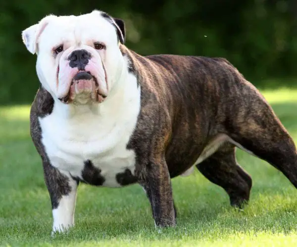 Medium Size Dog Breed Victorian Bulldog