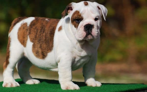 Miniature English Bulldog Puppy