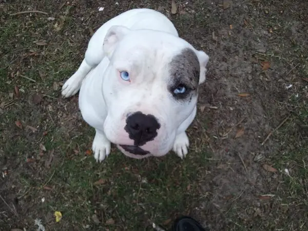 White Catahoula Bulldog Appearance and Temperament