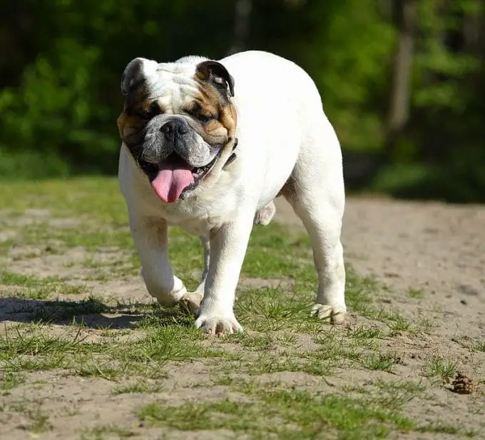 White Happy Bulldog