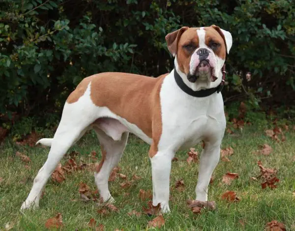 White and Orange Coat of American Bulldog