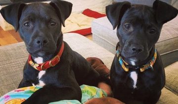 German Shepherd Pitbull Mix - Origin, Temperament - German Pit Guide ⋆ ...