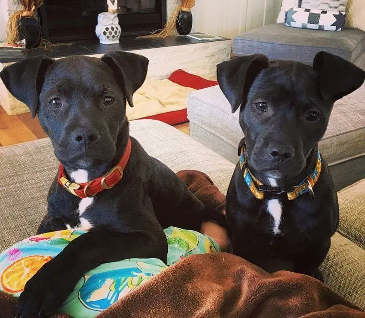 black lab pit puppy