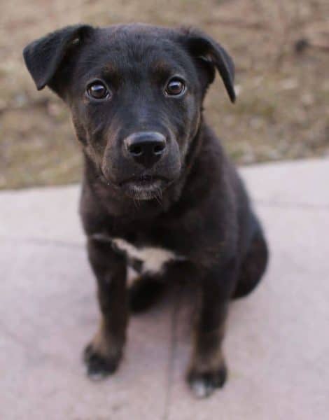 Sort Pitbull Lab Mix hvalp