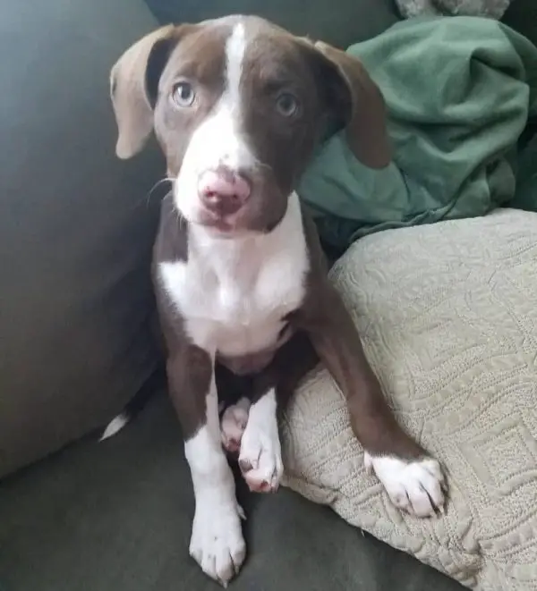 tri color lab pitbull mix puppy