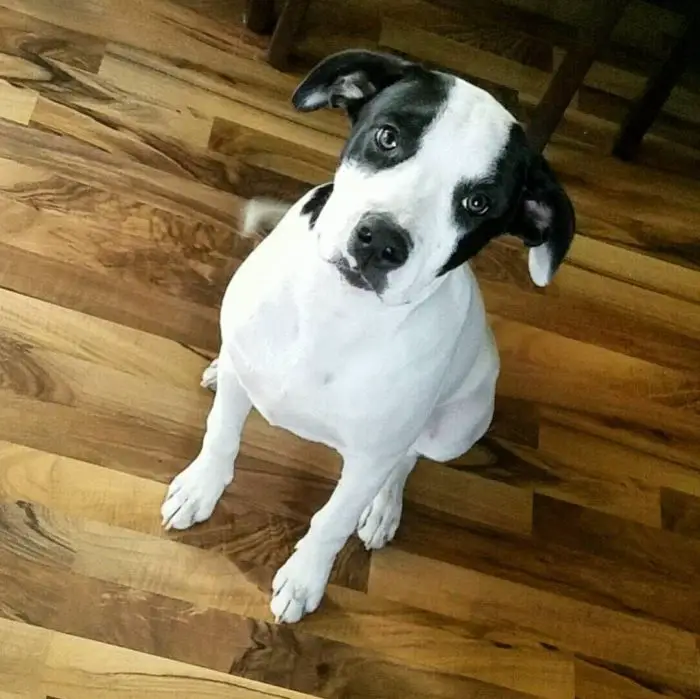 black and white pitbull labrador puppy