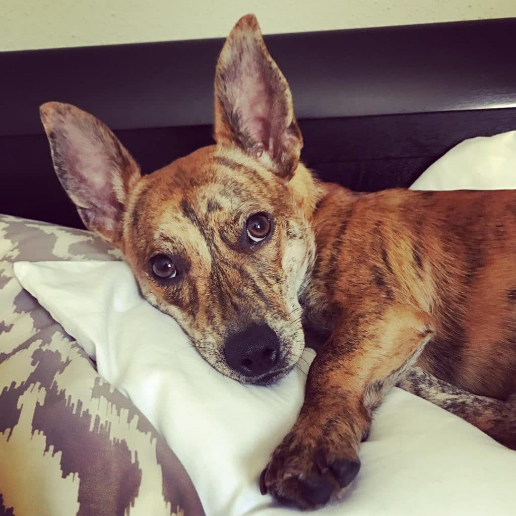 dachshund mix with pitbull