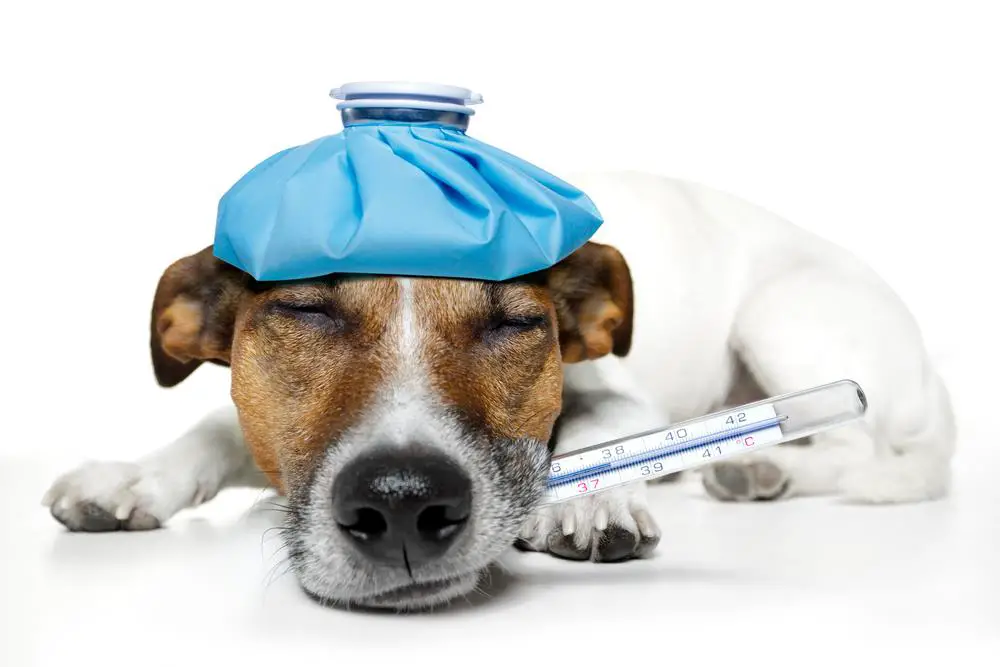 Dog Health Problems List