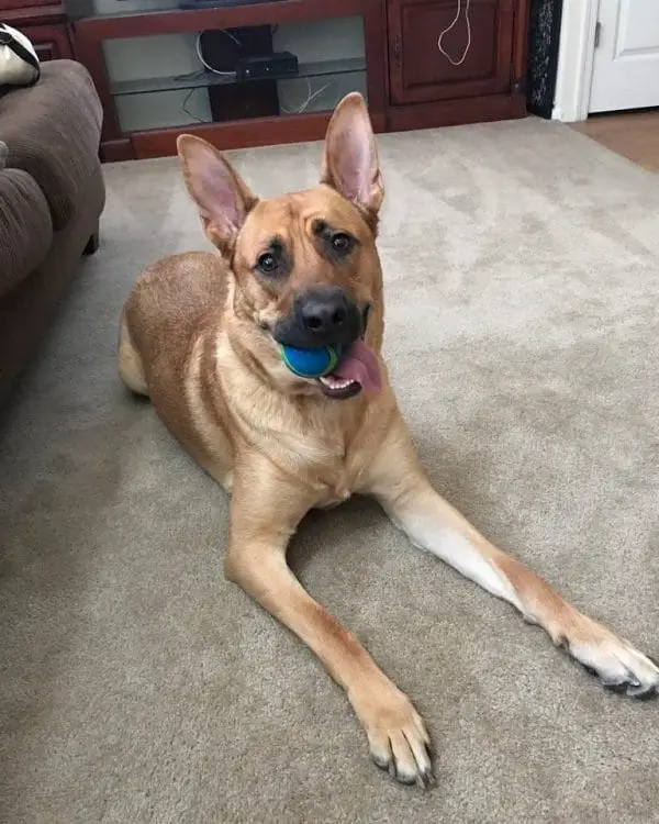 american pitbull terrier mix with german shepherd