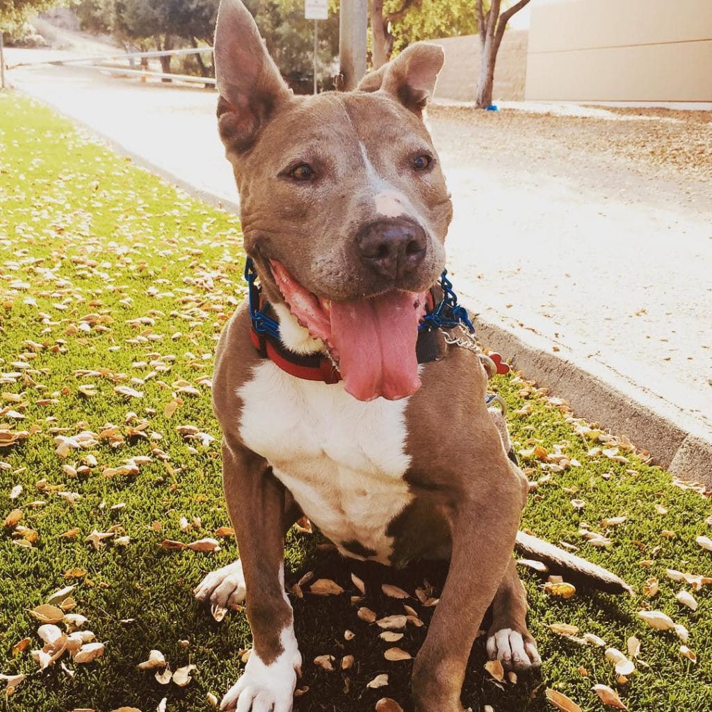 blue nose pitbull german shepherd mix