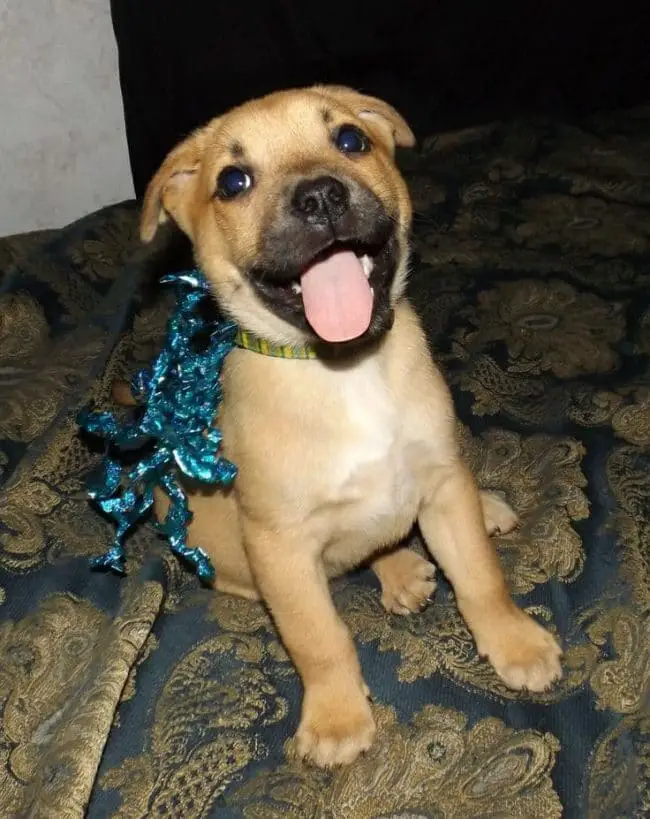 German Shepherd Pitbull Mix Puppy