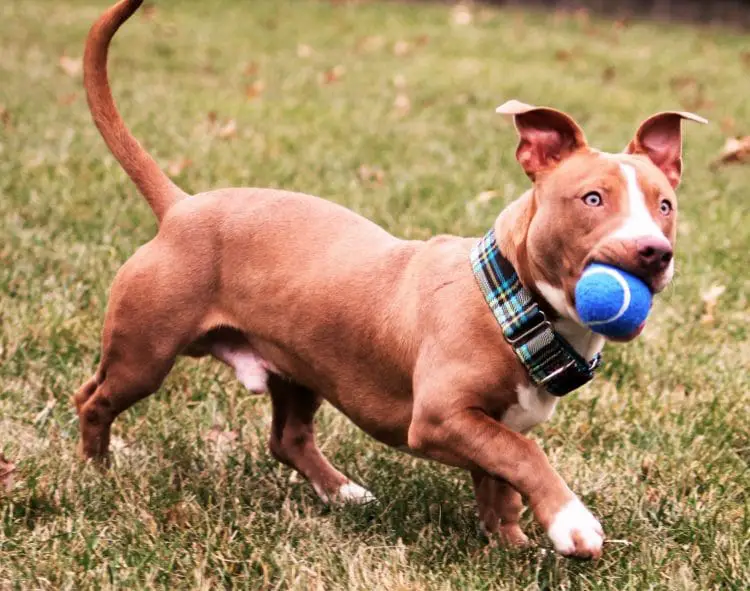 pitbull sausage dog