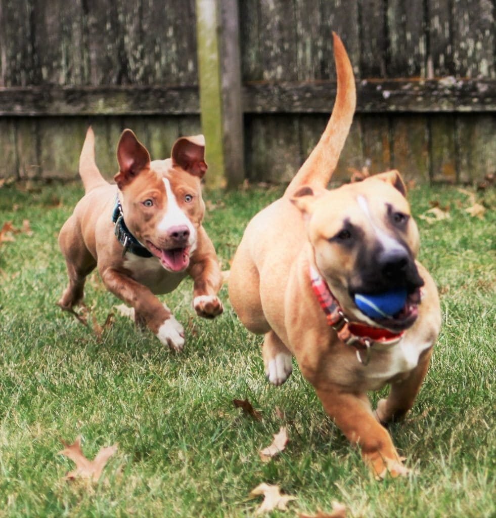 Pitbull dachshund mix 