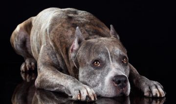 Sad Pitbull Because of Dog Health Problems
