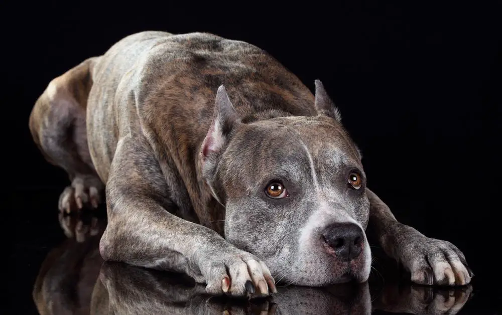 Sad Pitbull Because of Dog Health Problems