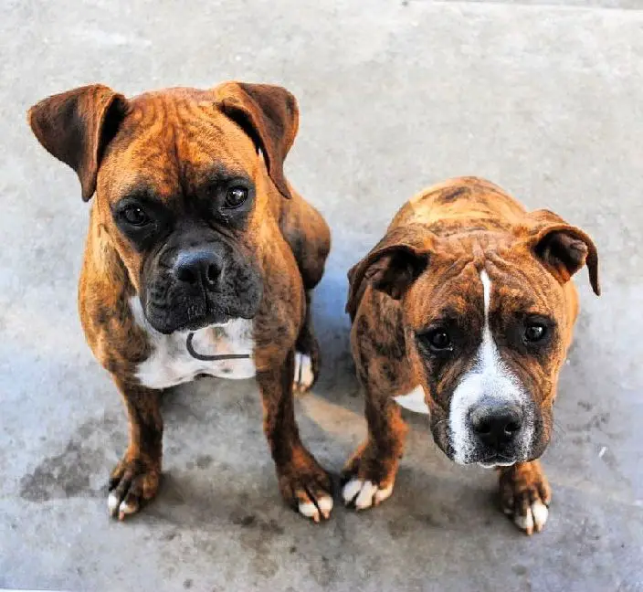 pitbull boxer mix puppy black and white