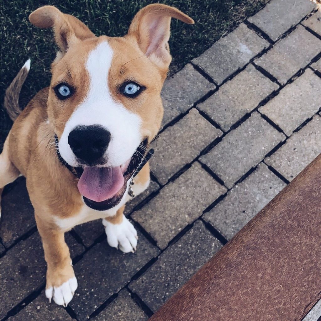 husky mixed with pitbull puppies