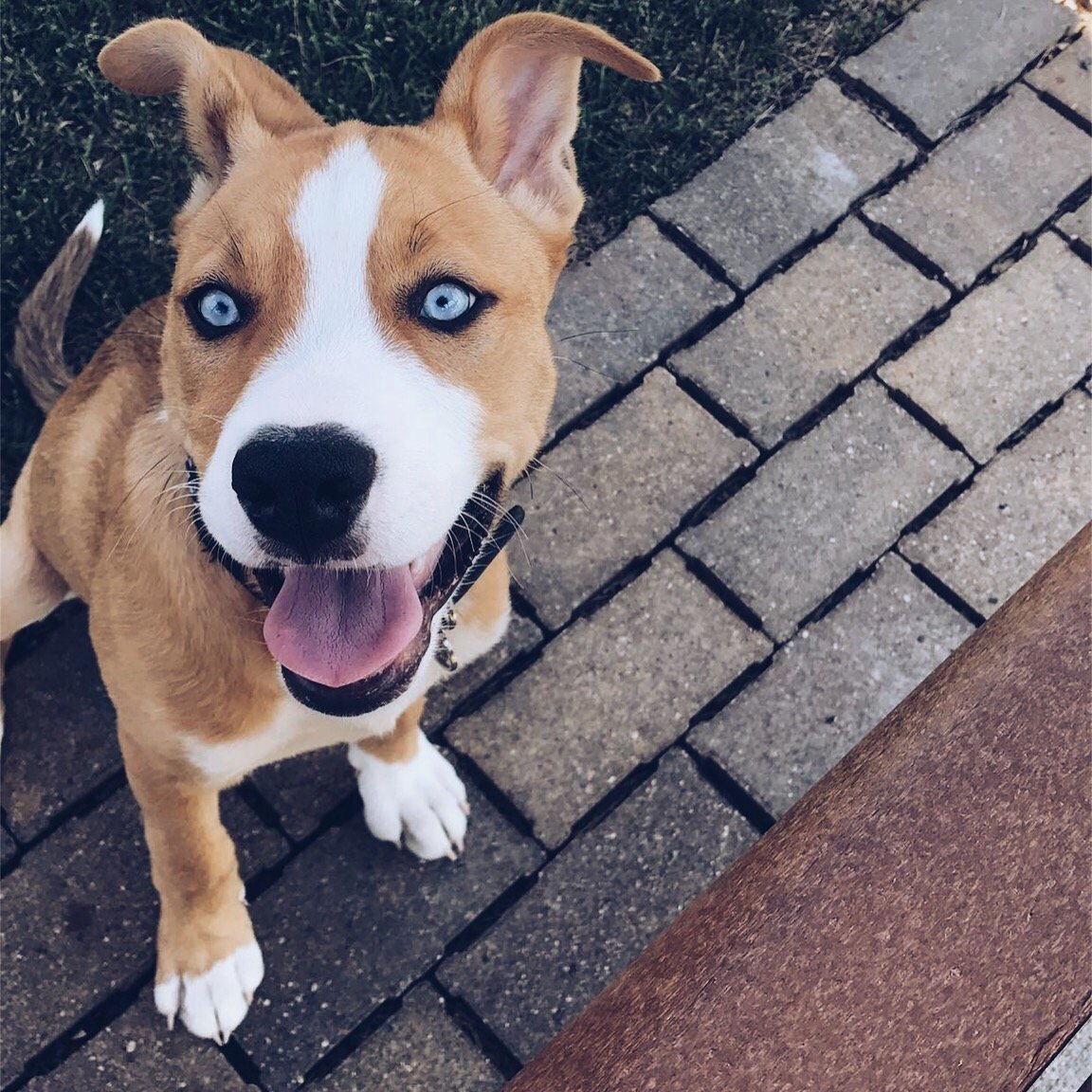 american bully and husky mix