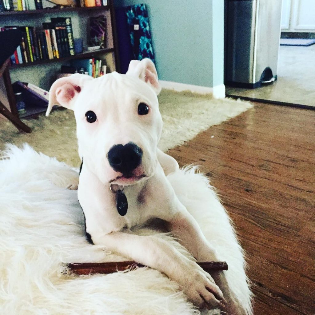 White Beagle Pitbull puppy