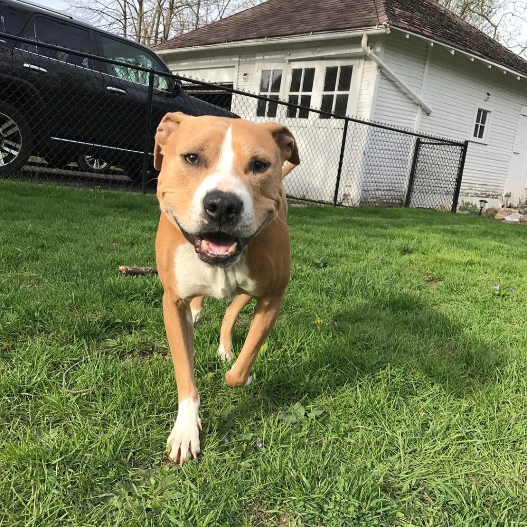 bull terrier beagle mix