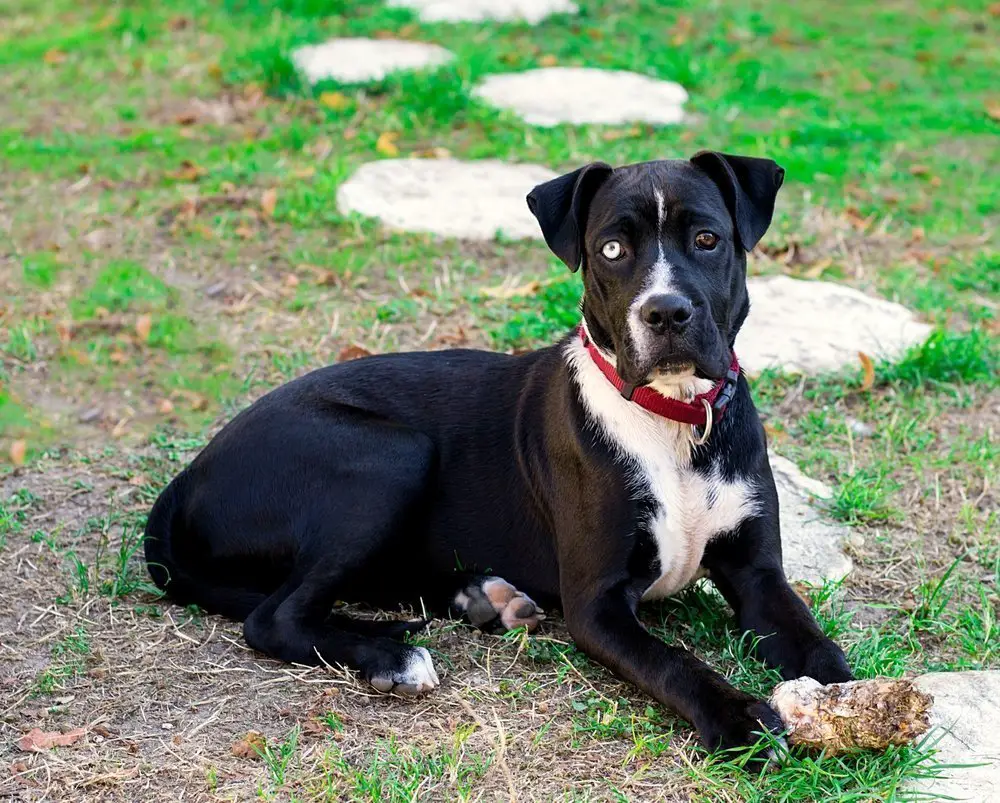 pitbull boxer mix puppy black and white