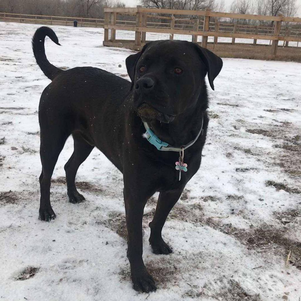 rottweiler pitbull mix