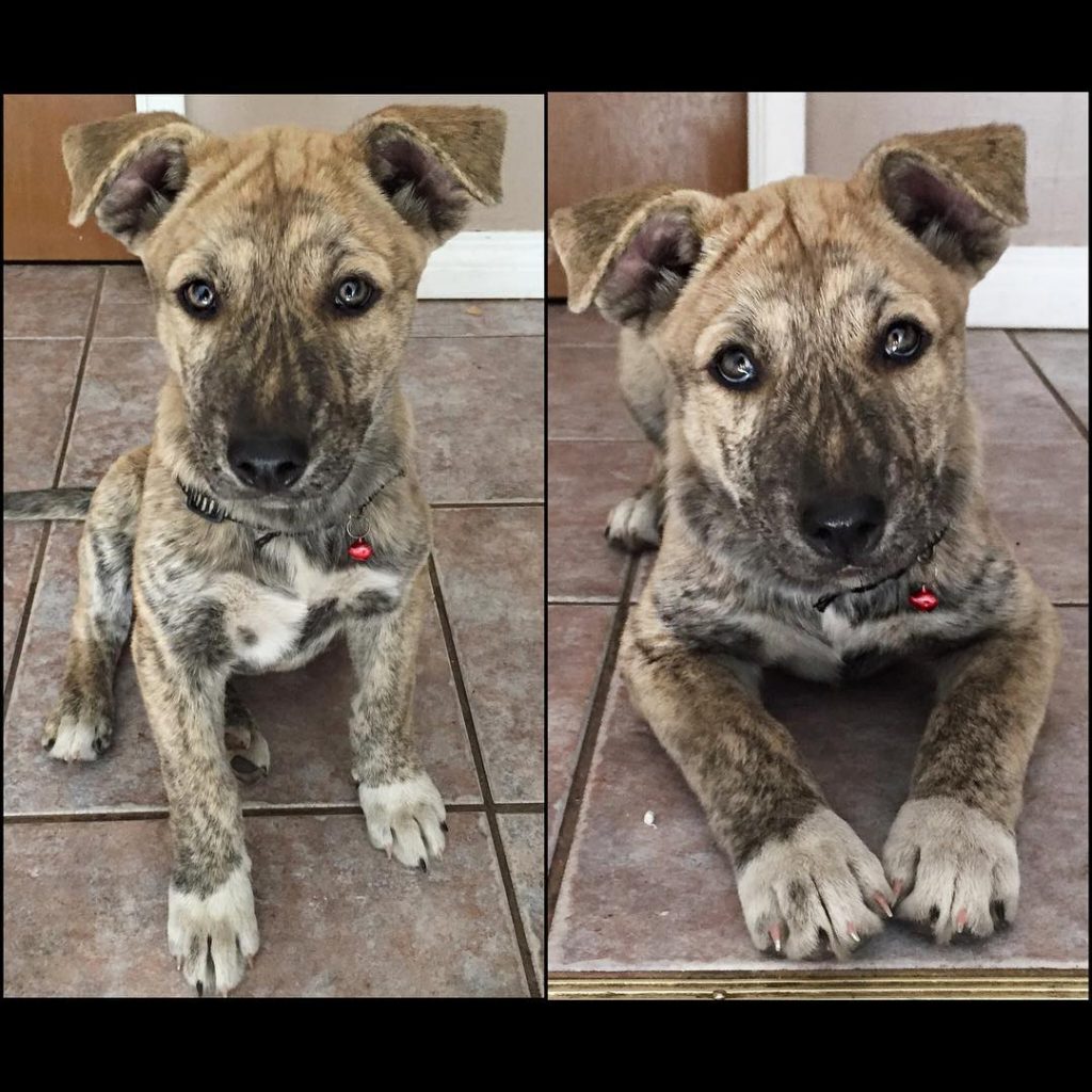 husky cross pitbull puppies