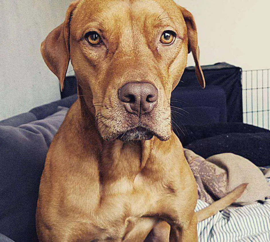 Brown pitweiler dog