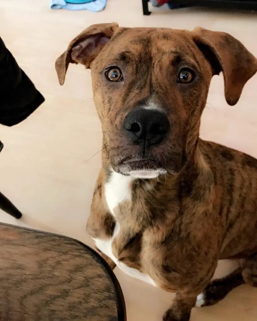 pit boxer mix near me