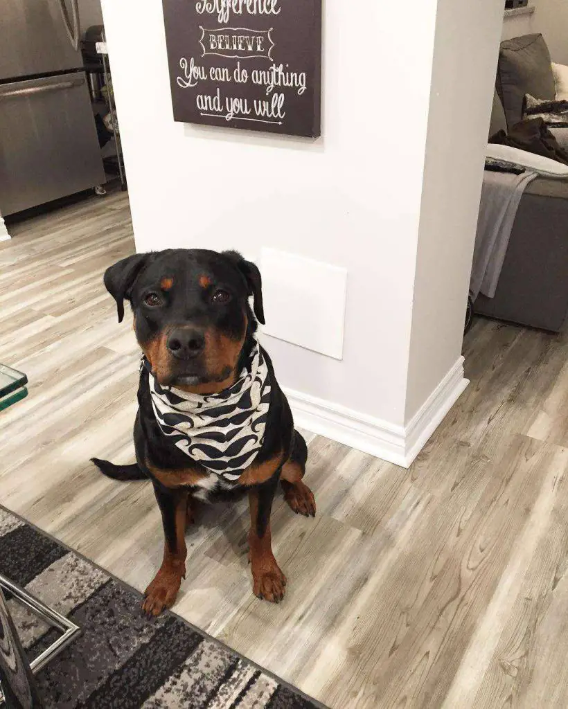 rottweiler pitbull mix facts